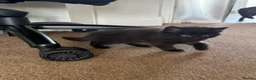 British Shorthair cats for sale: Kittens ready to leave  in Southall - Advert 9