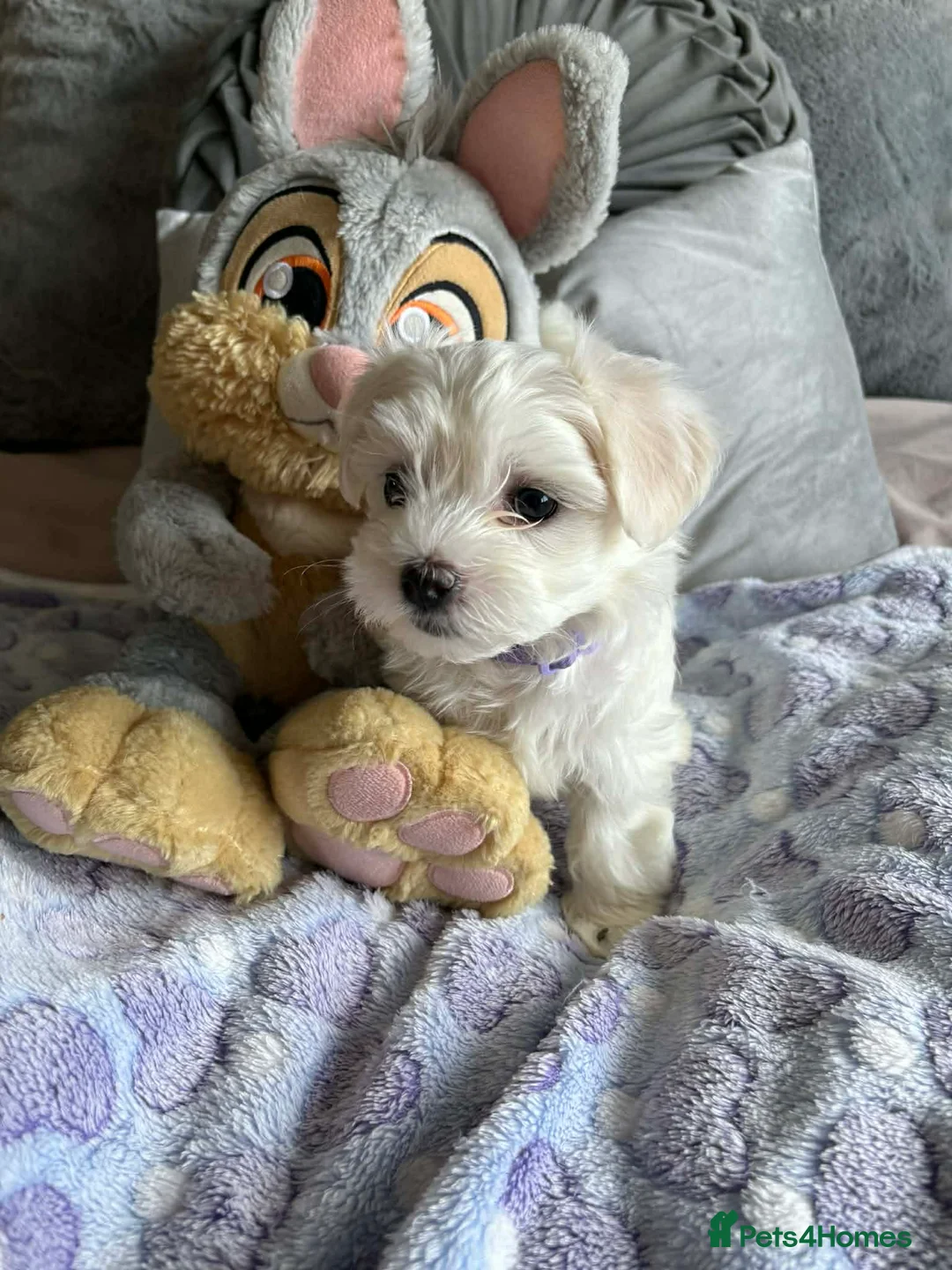 Maltese dogs for sale: Gorgeous tiny Korean Maltese puppies 🐶  - Advert 12