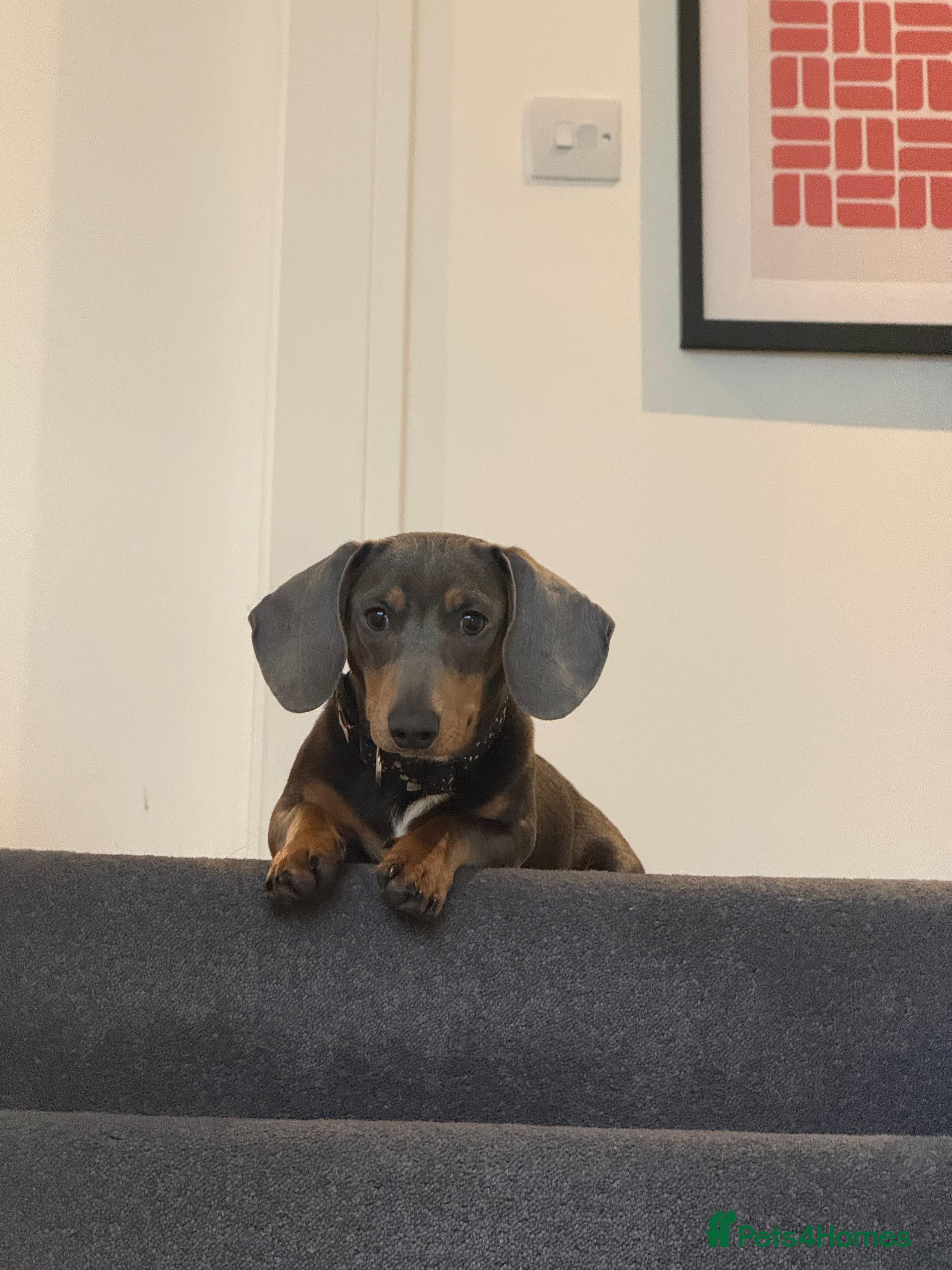 Dachshund dogs Beautiful boy - Advert 2