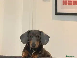 Dachshund dogs Beautiful boy - Advert 1