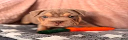 Mixed Breed dogs for sale: French bulldog X Pocket bully in Birmingham - Advert 1