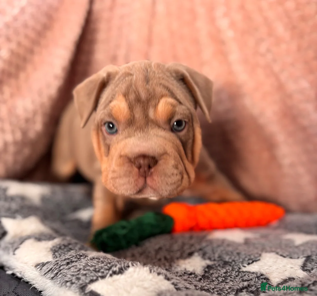 Mixed Breed dogs for sale: French bulldog X Pocket bully in Birmingham - Advert 1