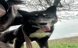 Mixed Breed dogs for adoption: Renato - Norwich Norfolk  - Image 2