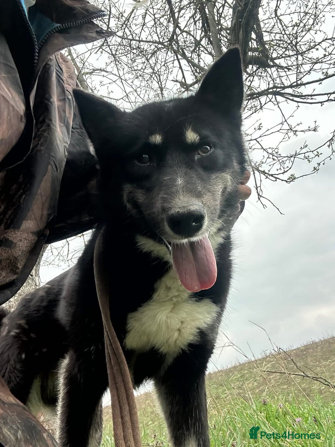 Mixed Breed dogs for adoption: Renato - Norwich Norfolk  - Image 2