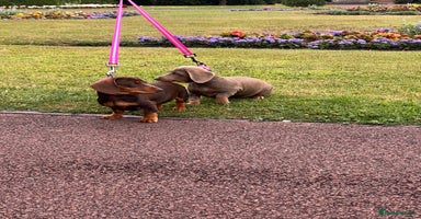 Miniature Dachshund dogs in Wolverhampton - Advert 13