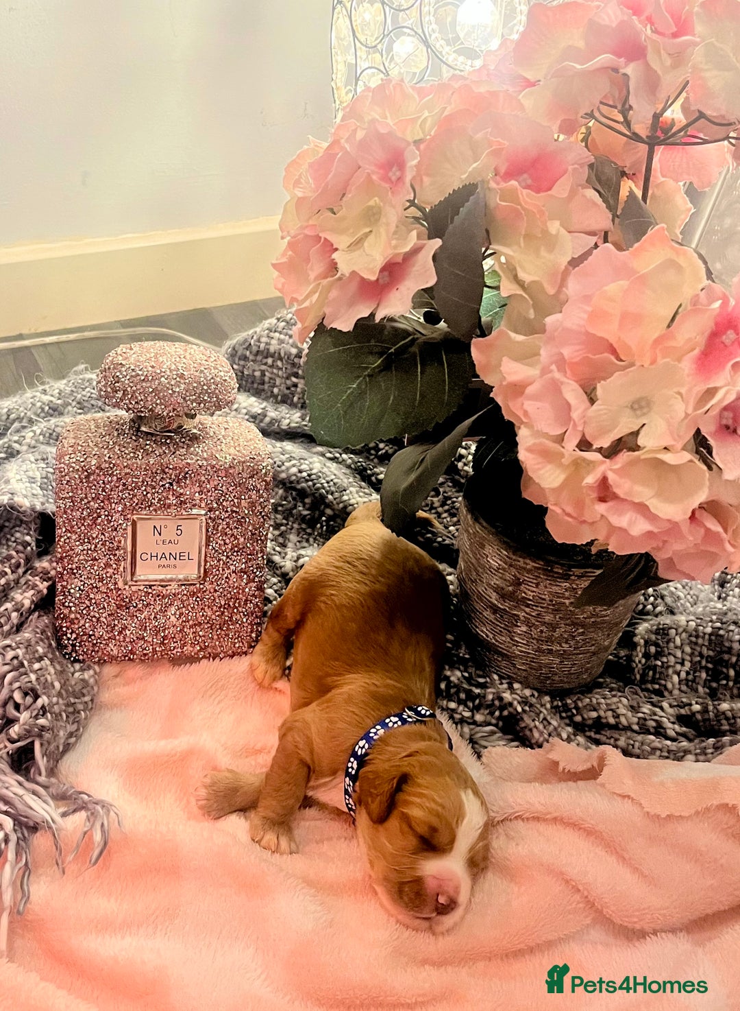 Cocker Spaniel dogs for sale: Pedigree Cocker Spaniel Puppies Fir Sale  - Advert 5