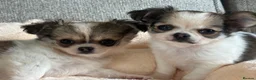 Pomchi dogs for sale: Beautiful female pomchi - Advert 22