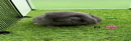 French Lop rabbits for sale: Pure French lops - Advert 6