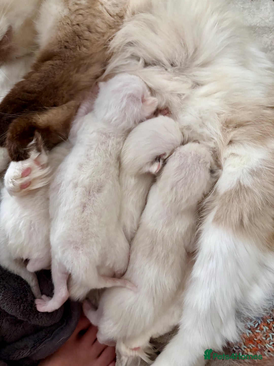 Ragdoll cats for sale: Gorgeous Ragdoll Boys - Affectionate & Ready Now - Image 11