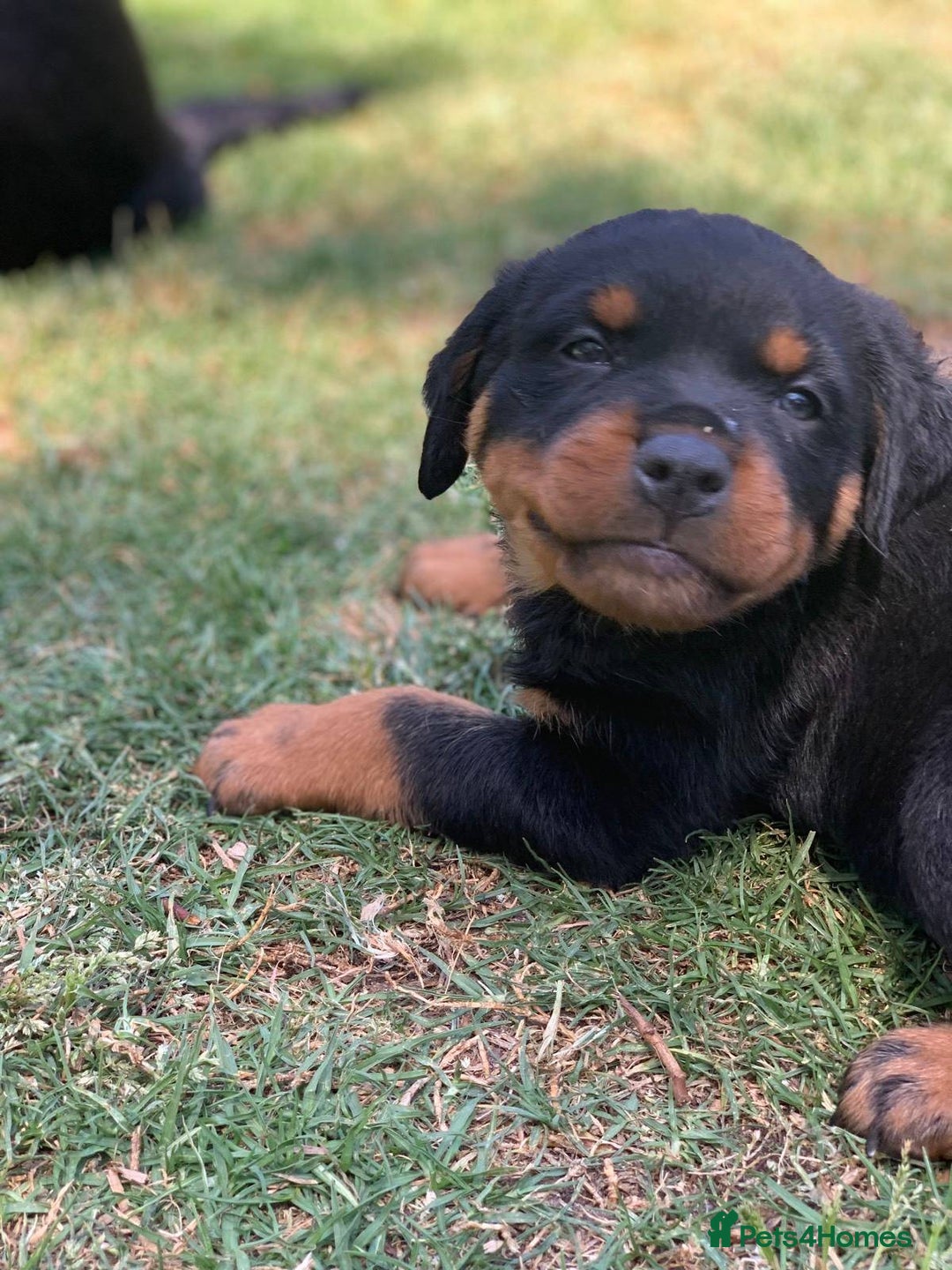 Rottweiler dogs for sale: Rottweiler Puppies for Sale - Advert 2