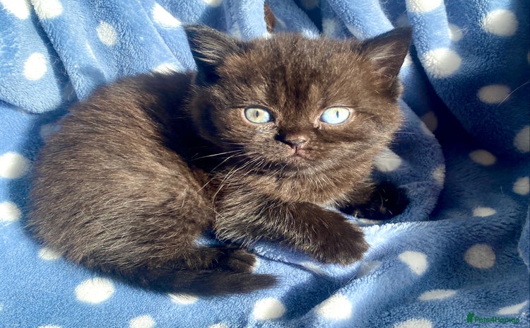 British Shorthair cats - Advert 1