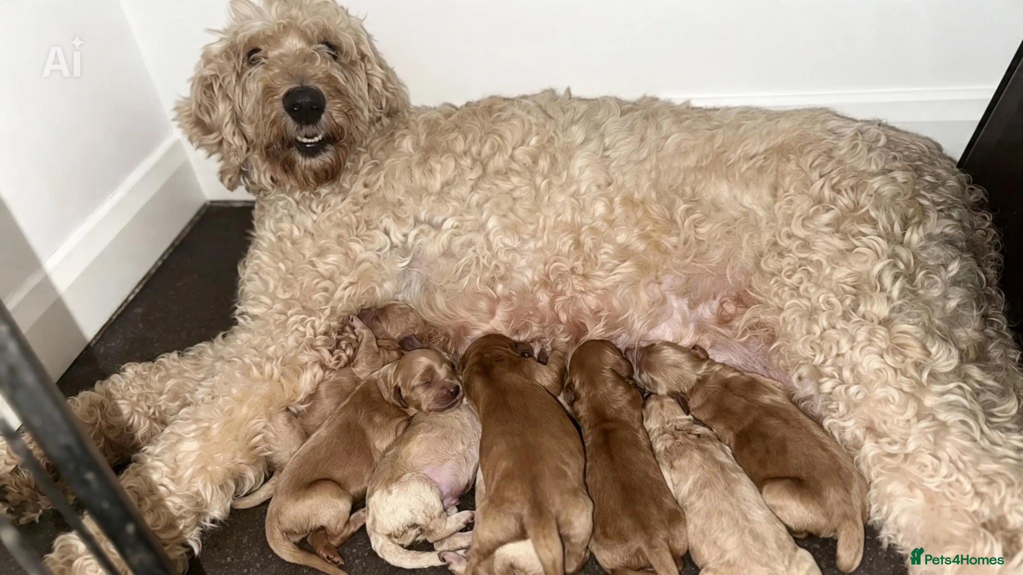 Goldendoodle dogs 🐾 8 beautiful goldendoodle pups 🐾 - Advert 7