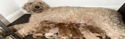 Goldendoodle dogs for sale: 🐾 8 beautiful goldendoodle pups 🐾 - Advert 1