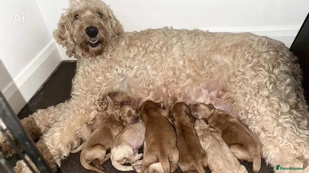Goldendoodle dogs for sale: 🐾 8 beautiful goldendoodle pups 🐾 - Advert 1