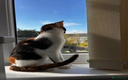 Mixed Breed cats for adoption: 🌸 From Survivors to Soulmates – Adopt Alba & Bogo - Image 11