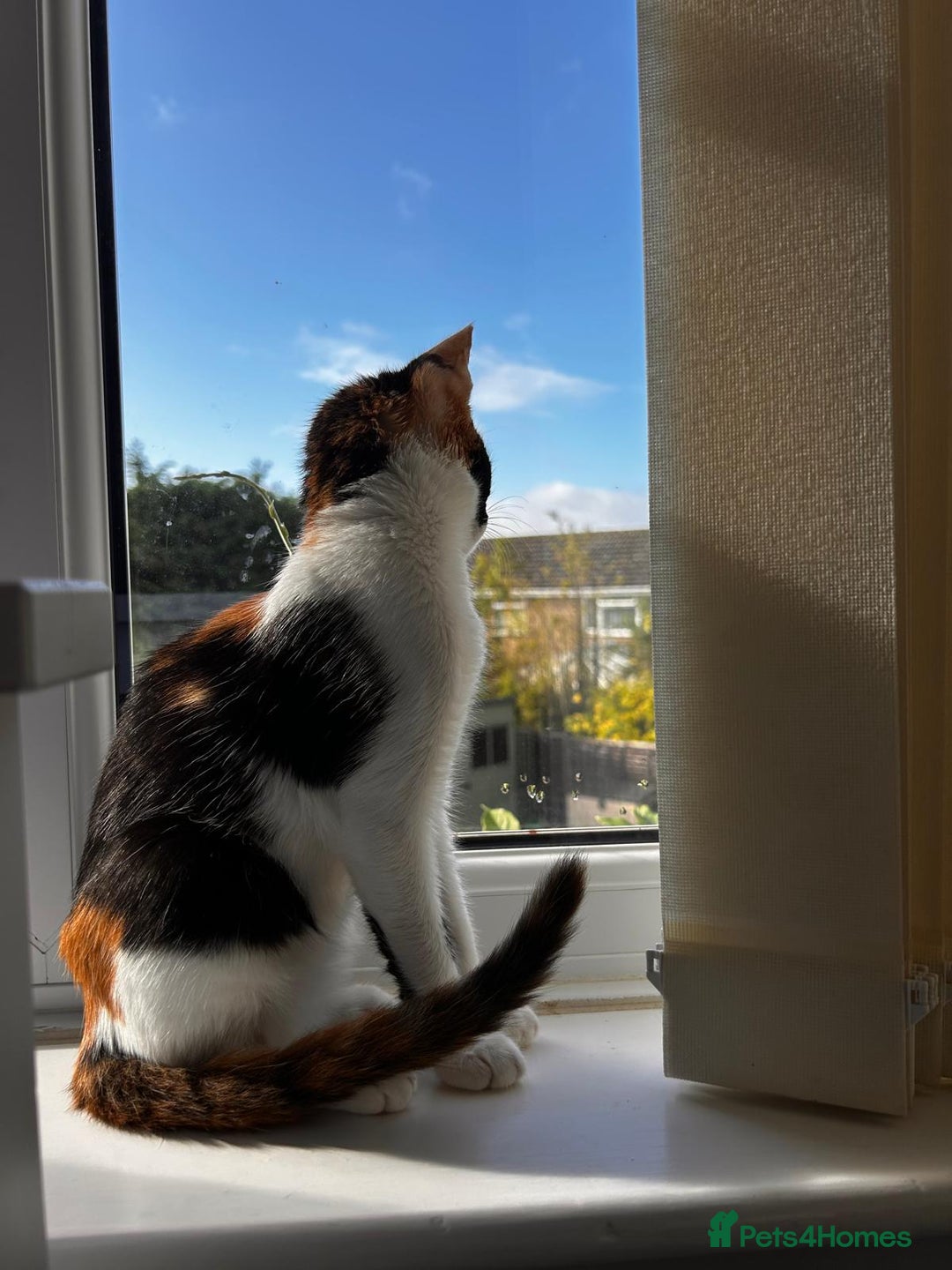 Mixed Breed cats for adoption: 🌸 From Survivors to Soulmates – Adopt Alba & Bogo - Image 11