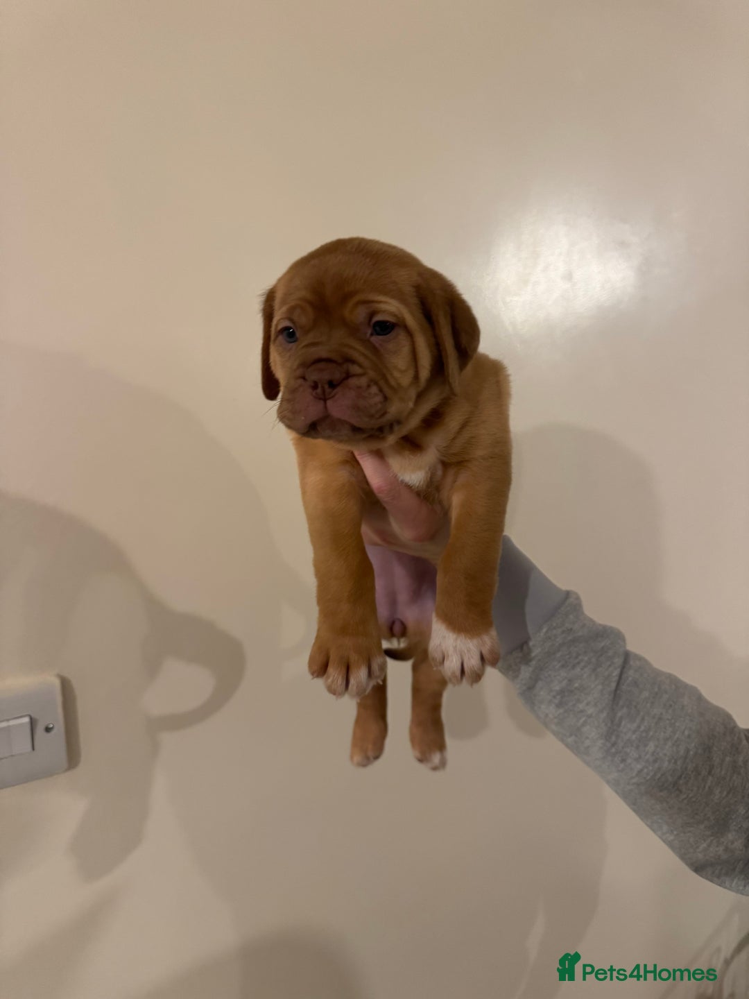 Dogue De Bordeaux dogs for sale: Dogue de Bordeaux pups for sale - Advert 16