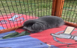 Mini Lion Lop rabbits for sale: Beautiful Grey Mini Lion Lop Baby - Image 5
