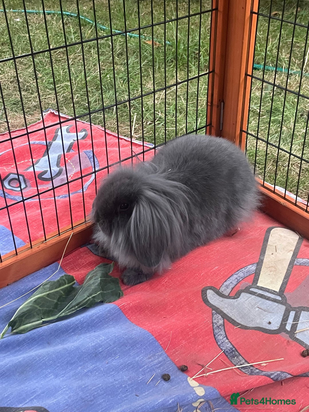 Mini Lion Lop rabbits for sale: Beautiful Grey Mini Lion Lop Baby - Image 5