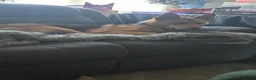 Mixed Breed dogs for sale: Female husky cross - Advert 1
