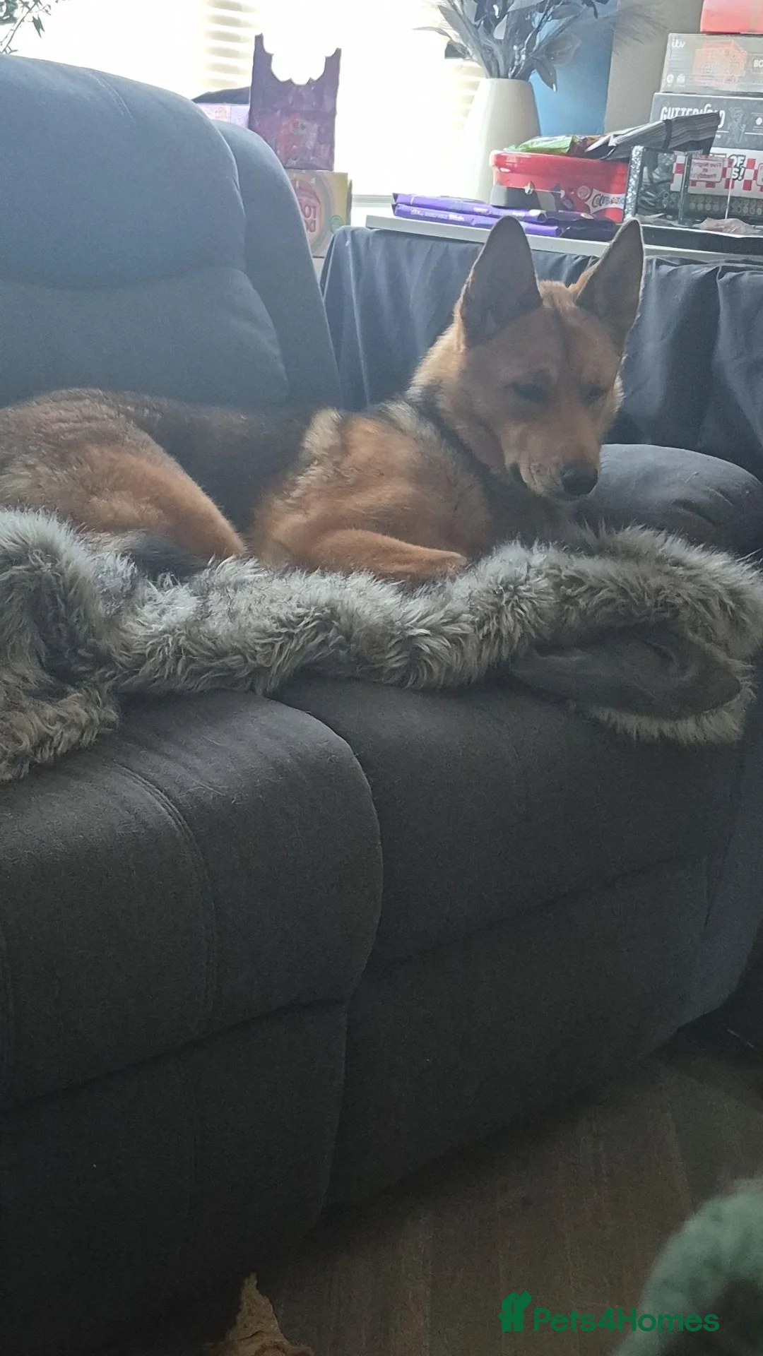 Mixed Breed dogs for sale: Female husky cross - Advert 1