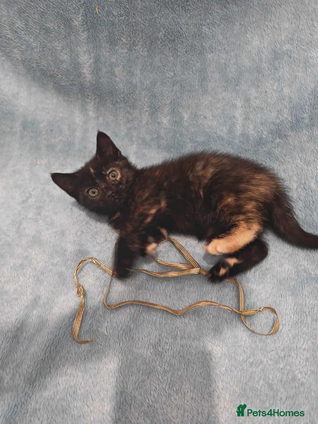 Mixed Breed cats for sale: Beautiful kittens VIDEOS - Advert 17