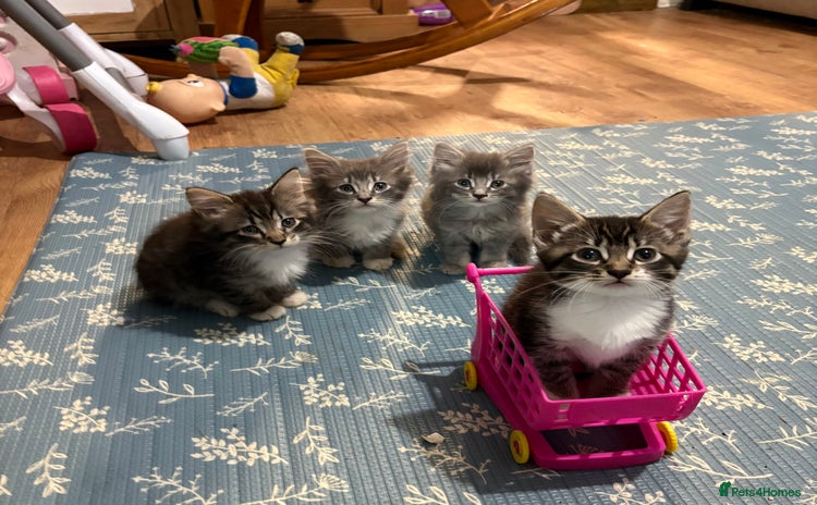 Mixed Breed cats - Advert 15