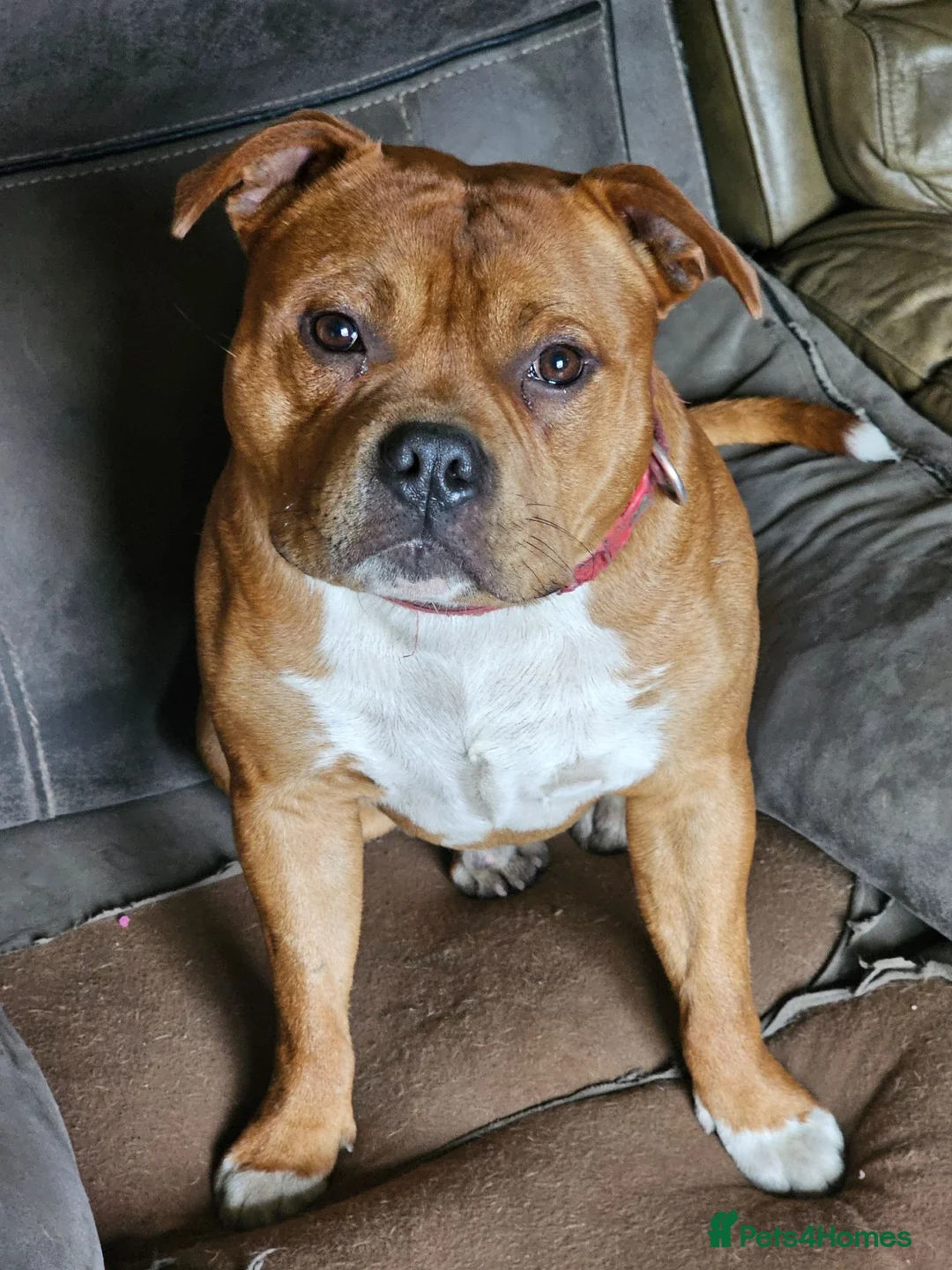 Staffordshire Bull Terrier dogs for stud: 🇬🇧 THE RED DREAMTEAM 🇬🇧Exceptional Temprements - Advert 2