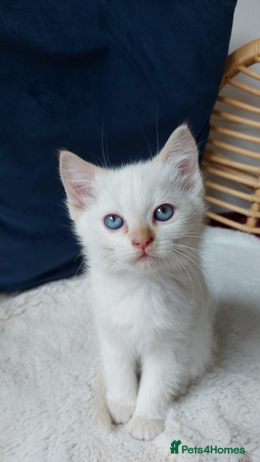 Siamese cats for sale: Ready to Leave Flame Point Siamese Kittens - Image 23