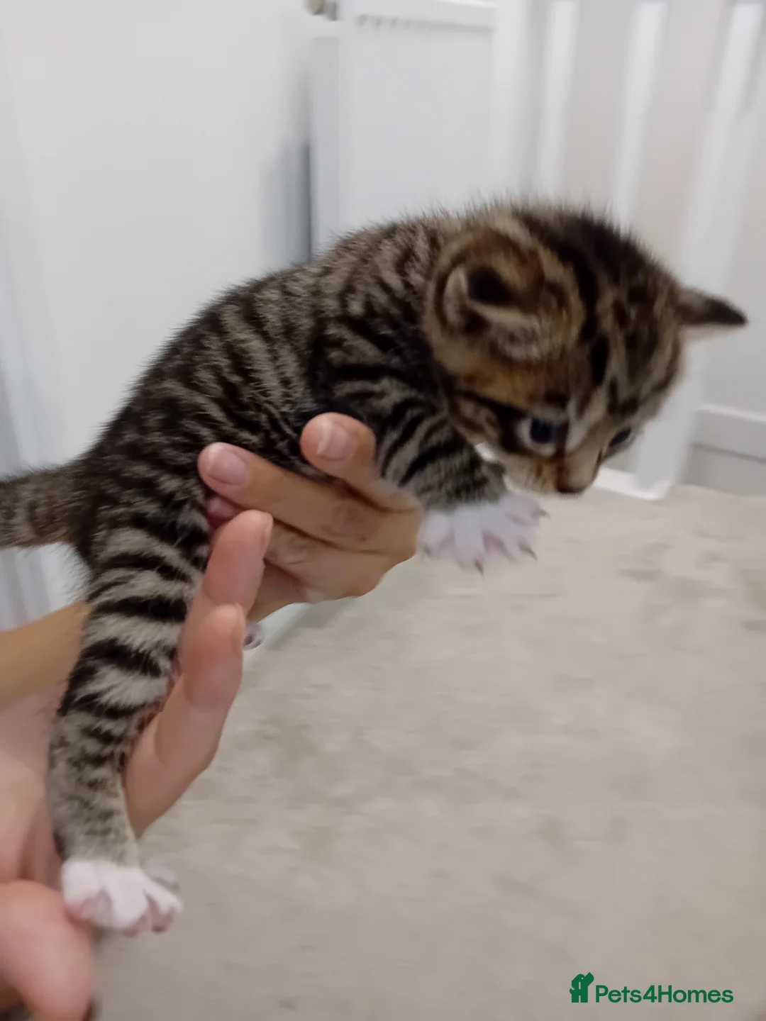 Bengal cats for sale: Bengal Kittens - Advert 15