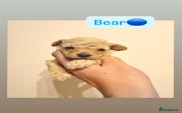 Miniature Poodle dogs for sale: Miniature Pedigree Poodles  - Advert 10