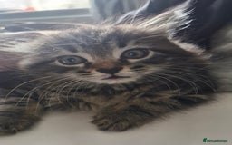 Mixed Breed cats for sale: 🐾✨️Fluffy Tabby and Littermates - Image 8