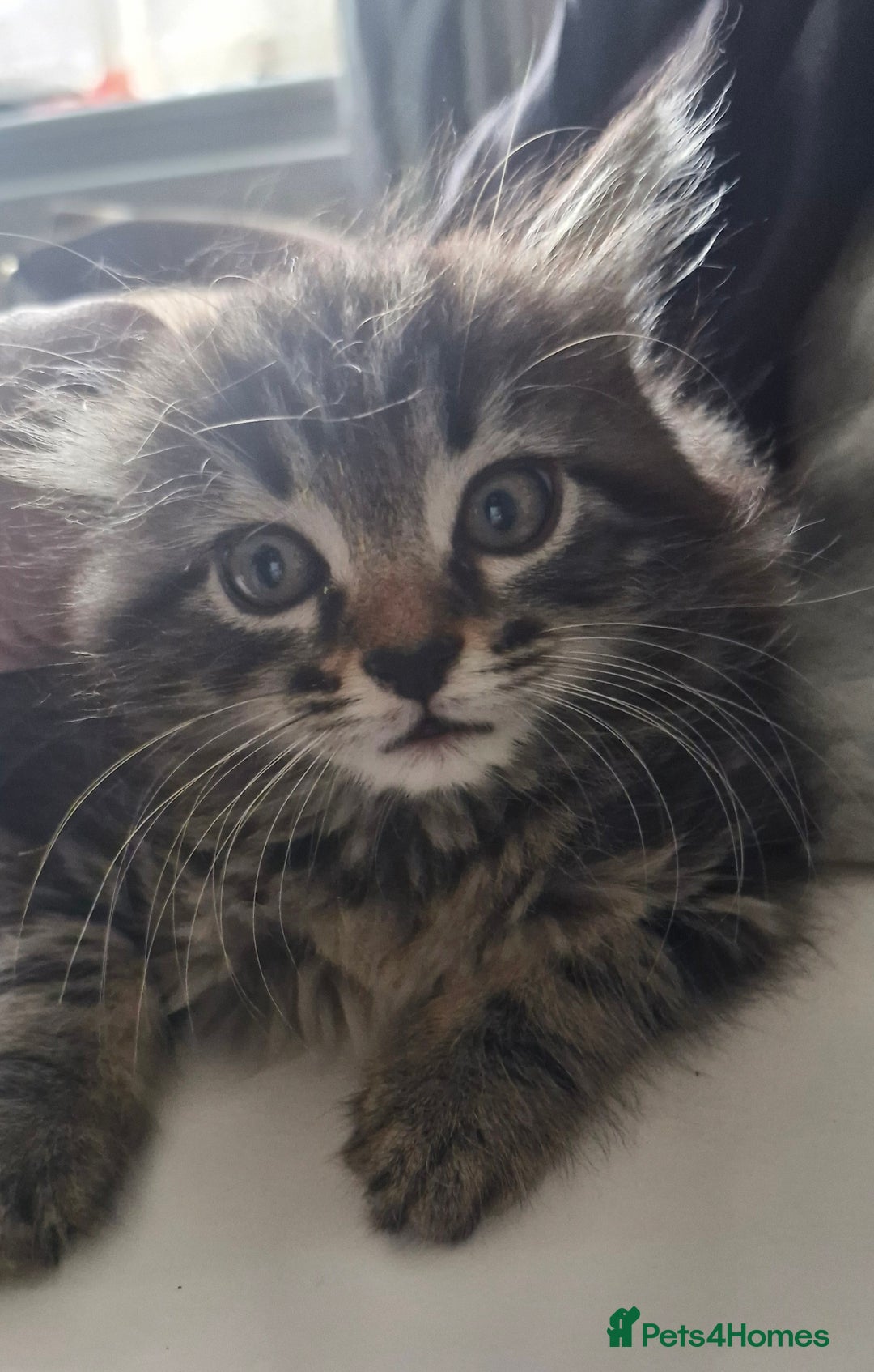 Mixed Breed cats for sale: 🐾✨️Fluffy Tabby and Littermates - Image 8