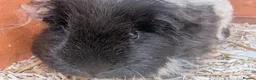 Guinea Pig rodents for sale: Two bonded, beautiful rare Texel boy guinea pigs in Swanage - Advert 6
