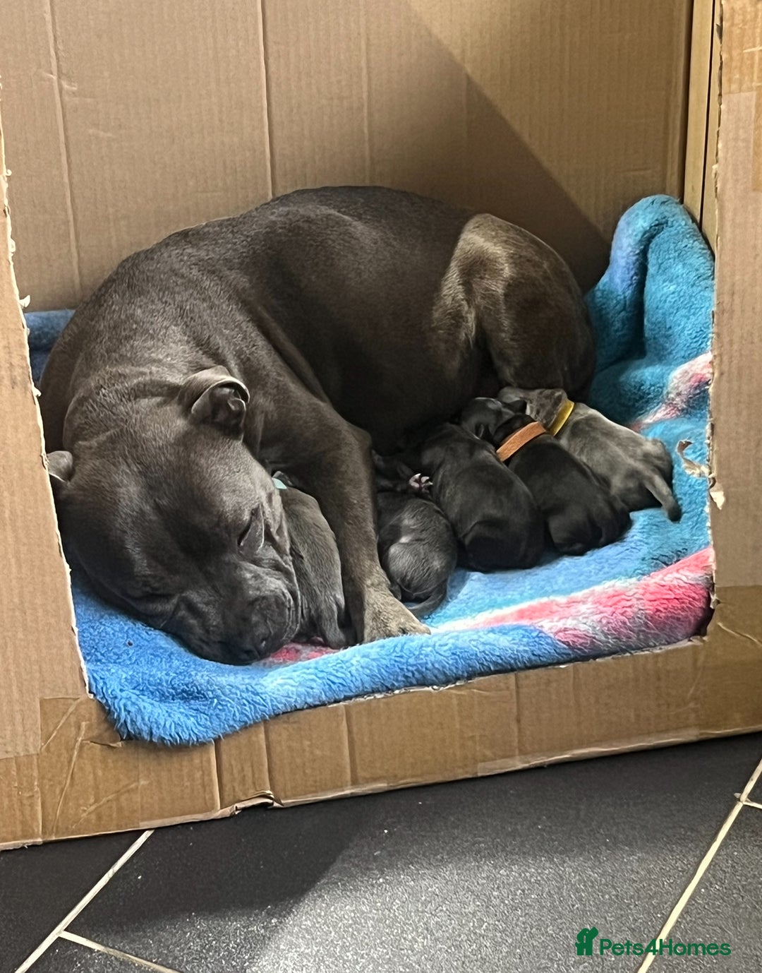 Staffordshire Bull Terrier dogs for sale: LAST ONE🥇VALGLO BLOODLINE SHORT STOCKY STAFFS 🏆 - Image 21
