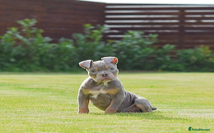 Olde English Bulldogge dogs - Advert 3