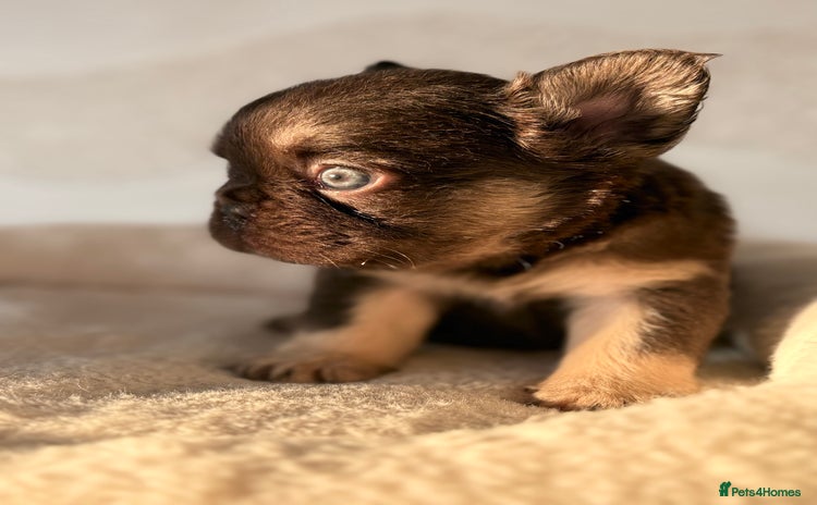 French Bulldog dogs - Advert 3