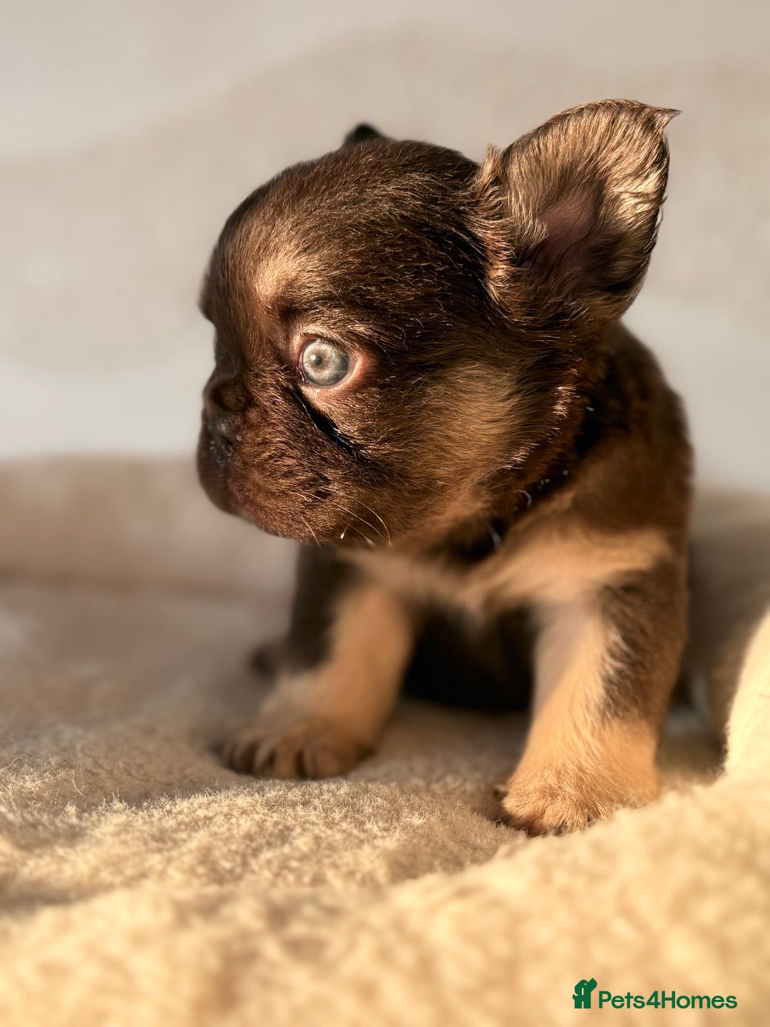 French Bulldog dogs for sale: Beautiful litter off French bulldog puppies  - Image 2