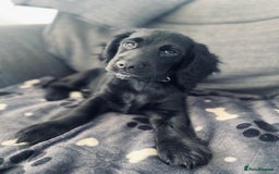 Cocker Spaniel dogs for sale: Cocker Spaniel Puppy  - Advert 6