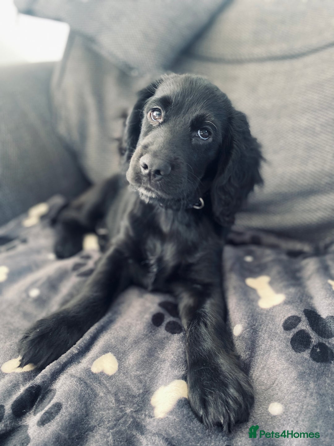 Cocker Spaniel dogs for sale: Cocker Spaniel Puppy  - Advert 6