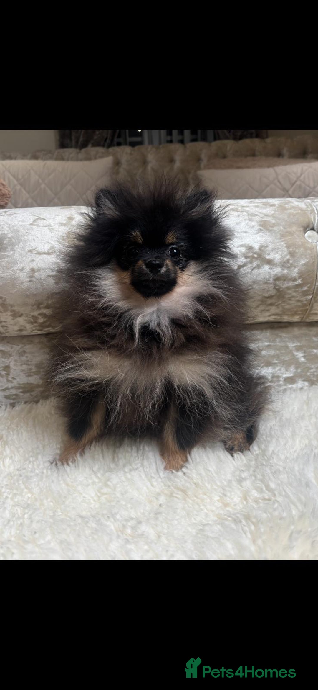 Pomeranian dogs for sale: ❤️Kc teddy bear pom babies ❤️ - Advert 13