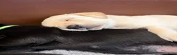Labrador Retriever dogs for sale: KC Registered beautiful working lines in Chippenham - Advert 2