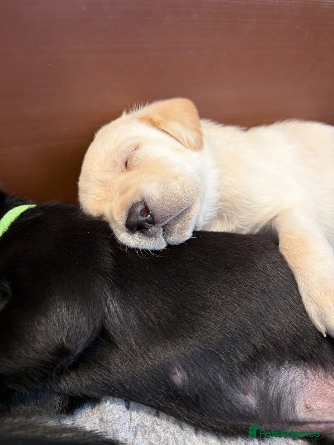Labrador Retriever dogs for sale: KC Registered beautiful working lines in Chippenham - Advert 2