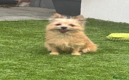 Pomeranian dogs for sale: Looking for homes  - Image 3