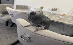 Parrots birds for sale: Hand reared African grey parrot female - Advert 5