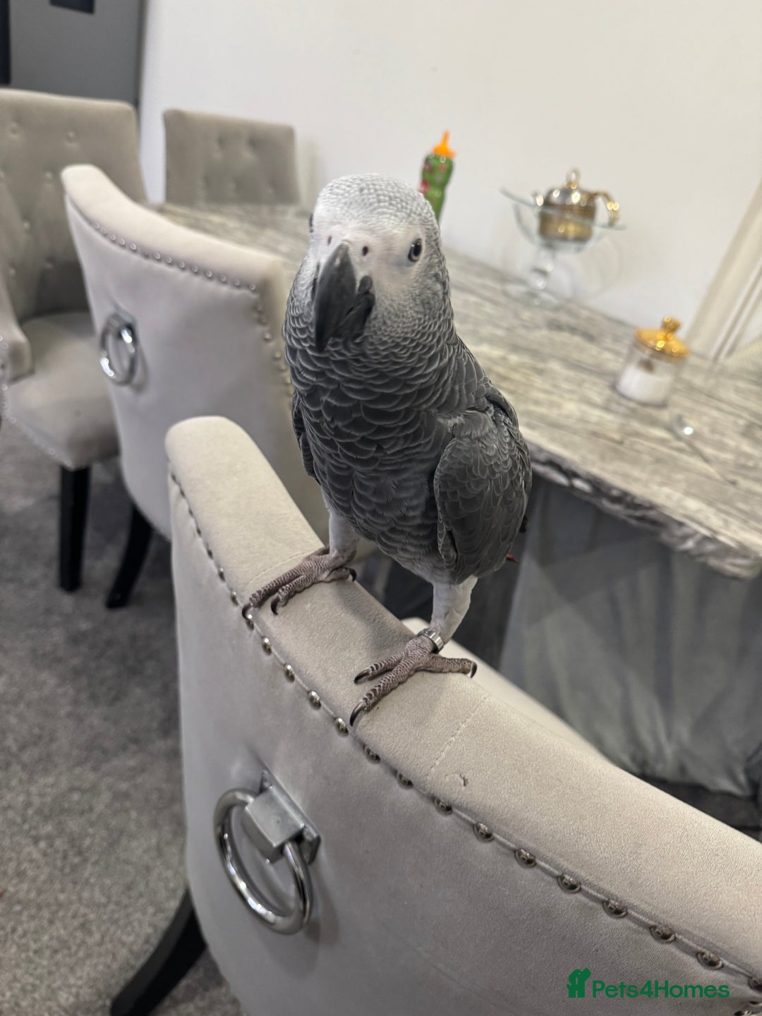 Parrots birds for sale: Hand reared African grey parrot female - Advert 5