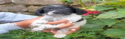 English Setter dogs for adoption: Mara's pups -4x male 4x female English Setter pups - Advert 23