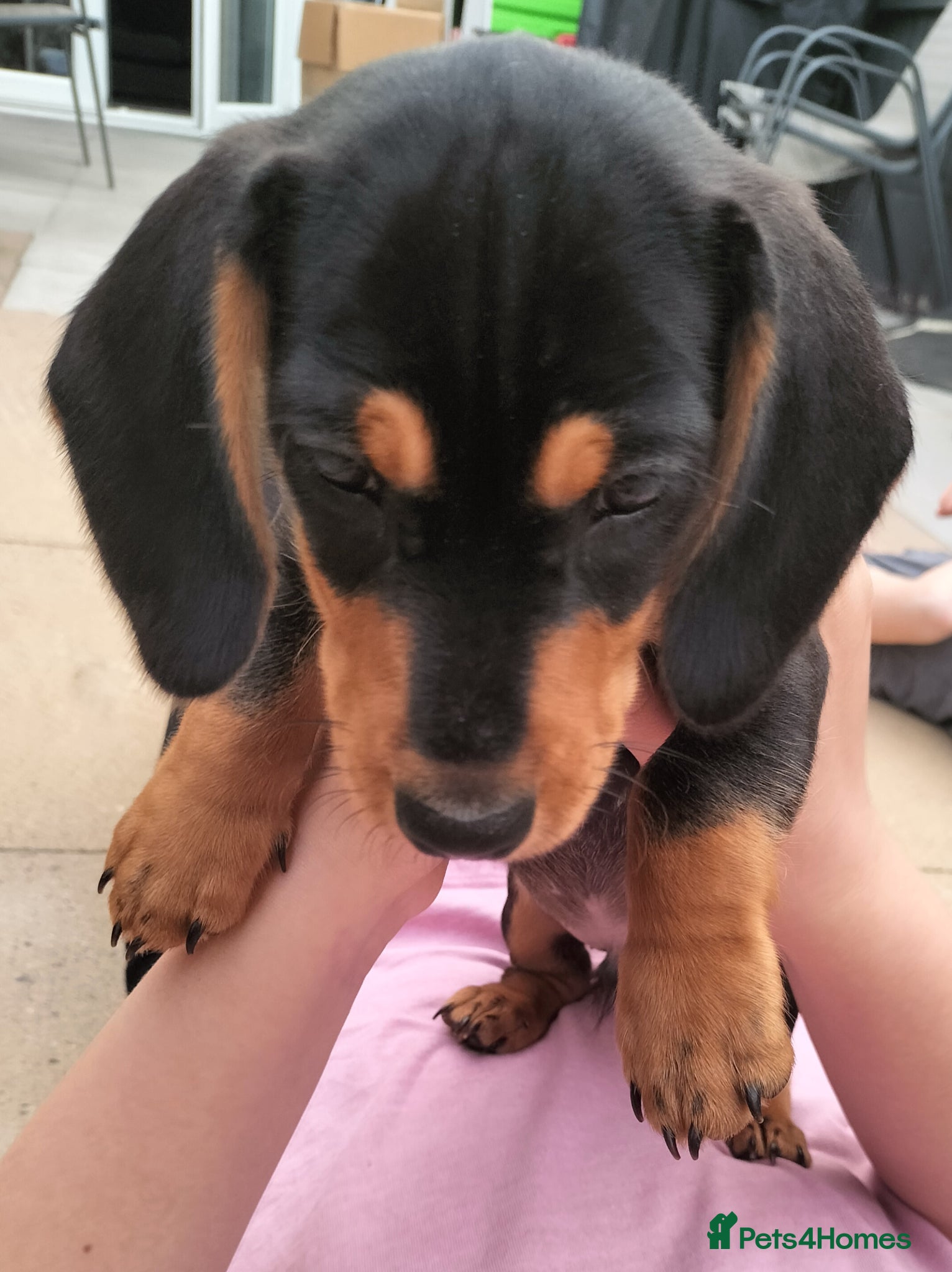 Miniature Dachshund dogs Ready now Black and tan male mini - Advert 4