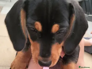 Miniature Dachshund dogs Ready now Black and tan male mini - Advert 4