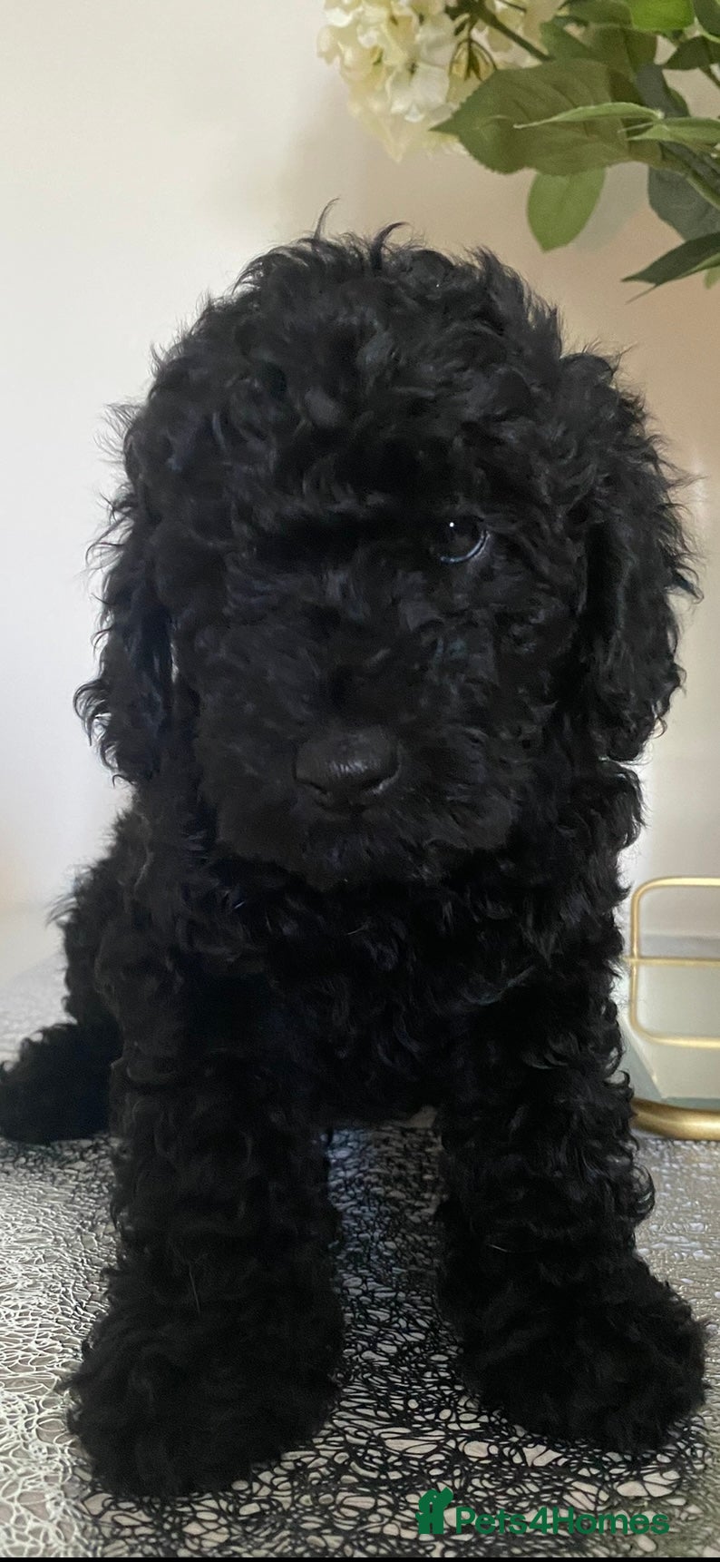 Miniature Poodle dogs Beautiful miniature poodles LAST FEMALE LEFT  - Advert 18
